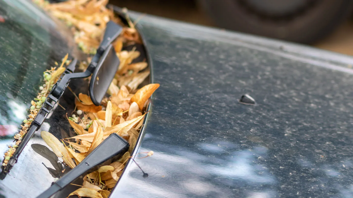 Herbstlaub auf dem Abfluss unterhalb der Windschutzscheibe eines Autos