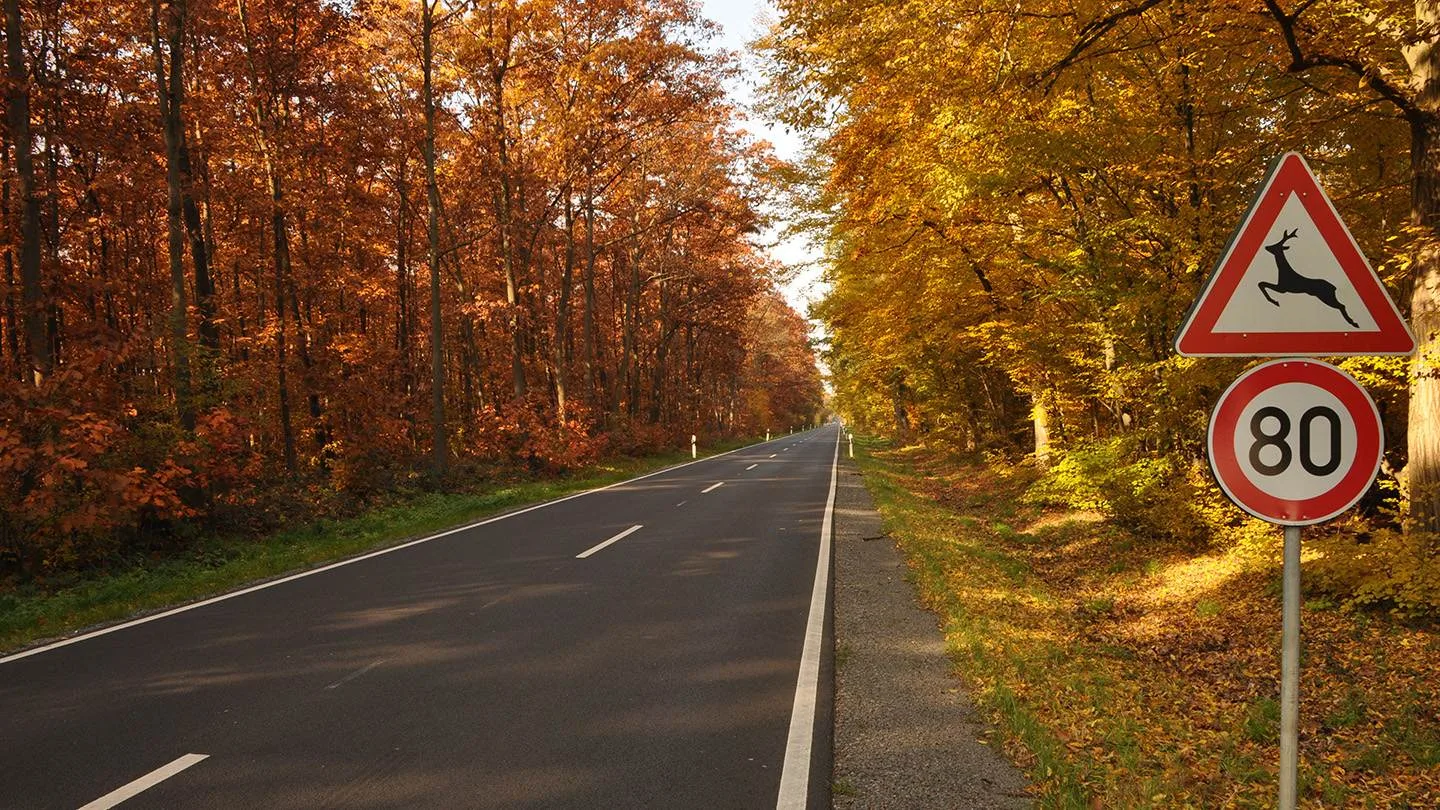 Herbstliche Landstraße mit Wildwechsel