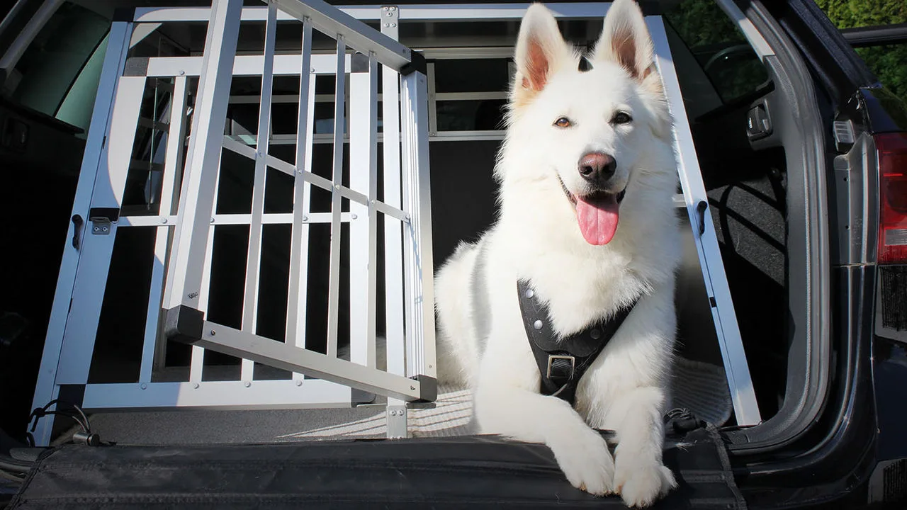 Transportbox für große Hunde