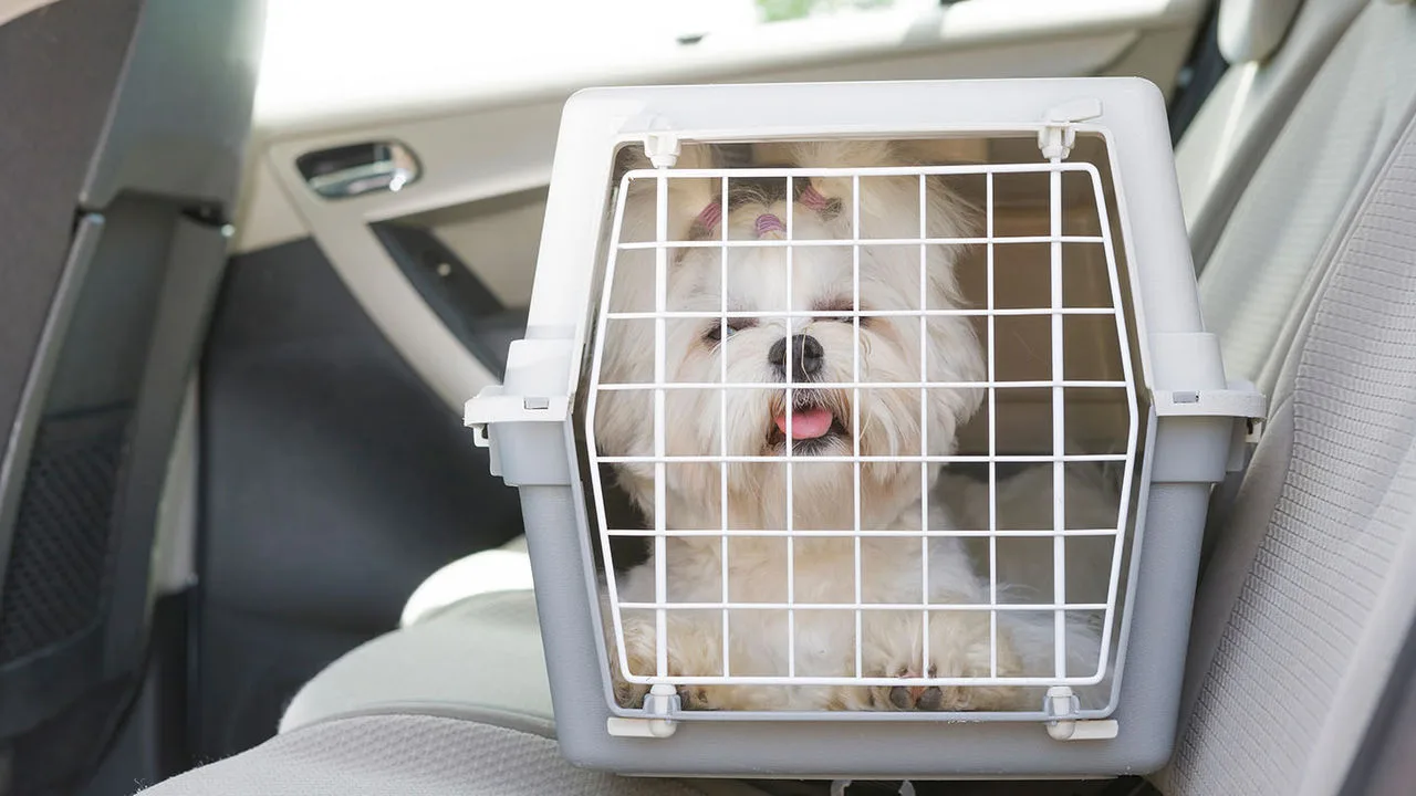 Kleine Transportbox für Hunde