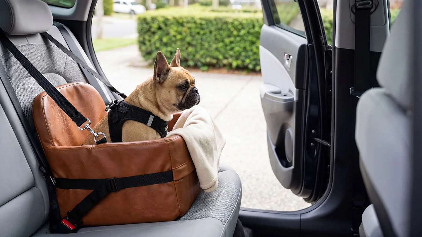 Sitz für den Hund