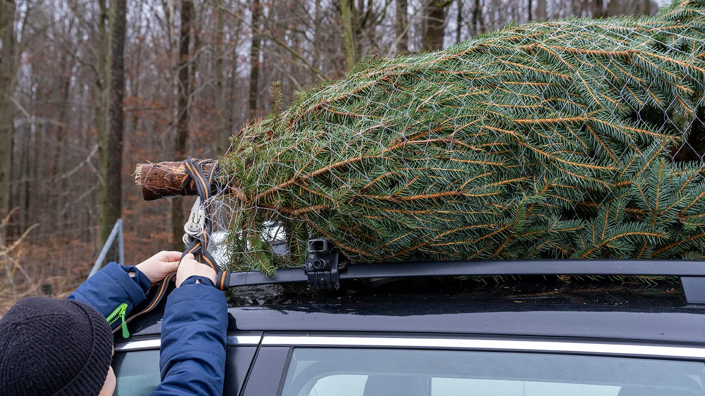 Tannenbaumtransport auf dem Dach
