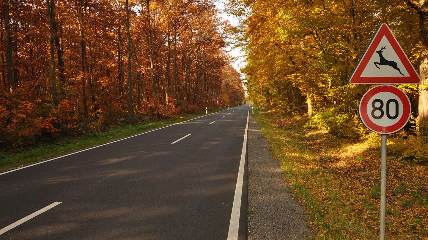 Wildwechsel auf einer Straße