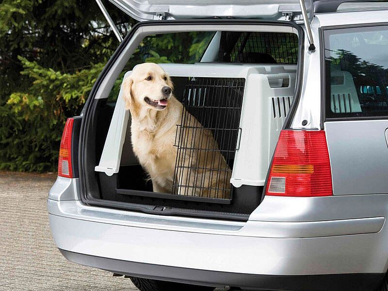 Haustiere – Hund und Co. sicher transportieren - ACE